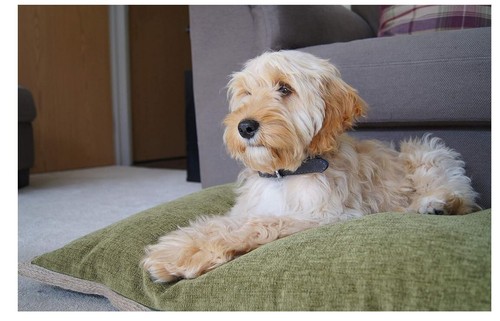 Cuccia per cani - , lusso